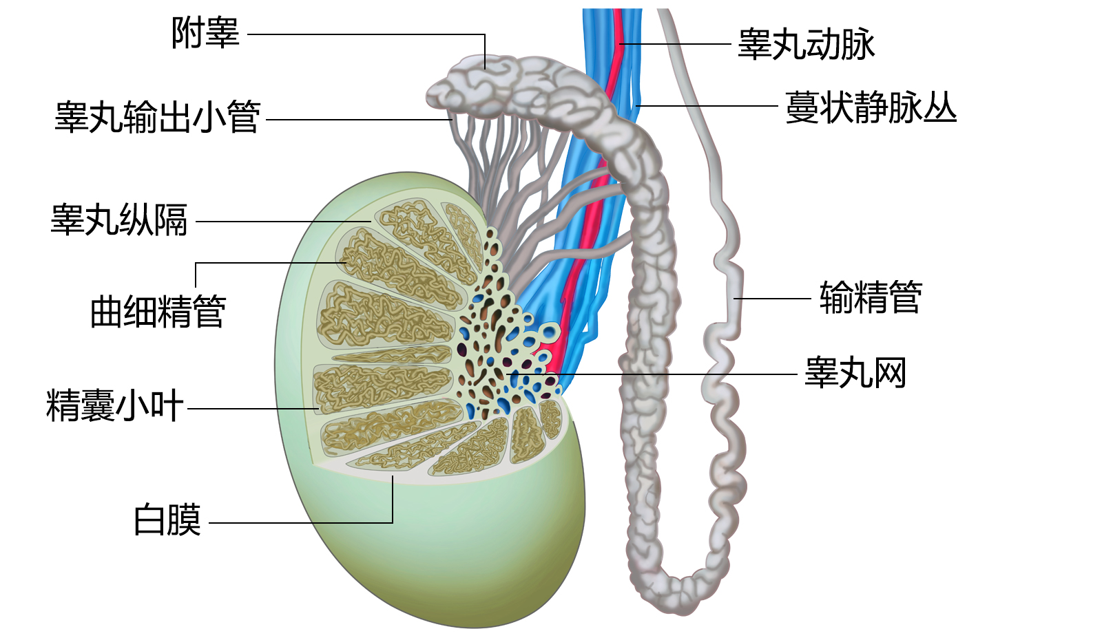 睾丸结构图